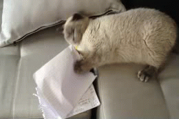 Gif Cat